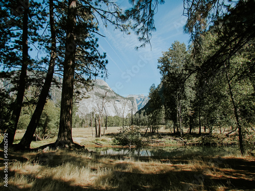 trees in the forest, Yosemite National Park