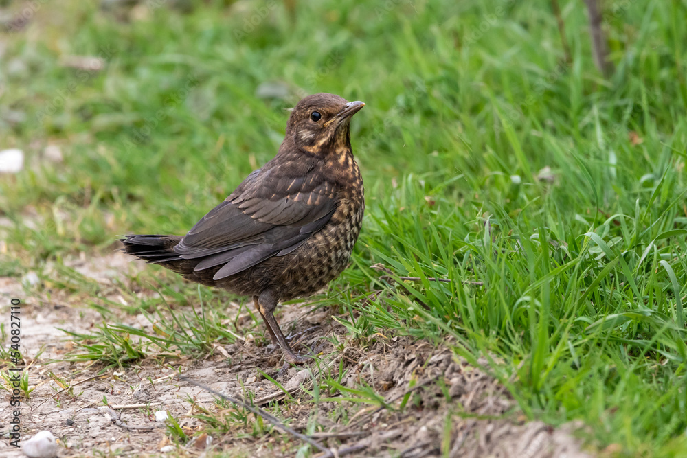 A female Blackbird on the ground. A female Blackbird on the ground.