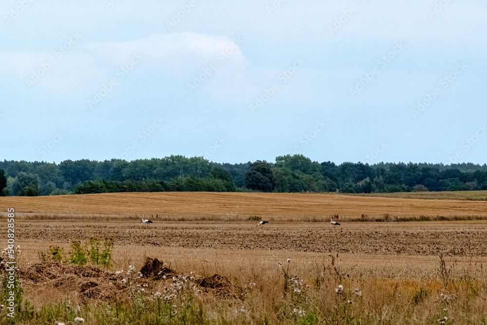 Three white storks (Ciconia ciconia) looking for a diner - Choczewo, Pomerania, Poland Three white storks (Ciconia ciconia) looking for a diner - Choczewo, Pomerania, Poland