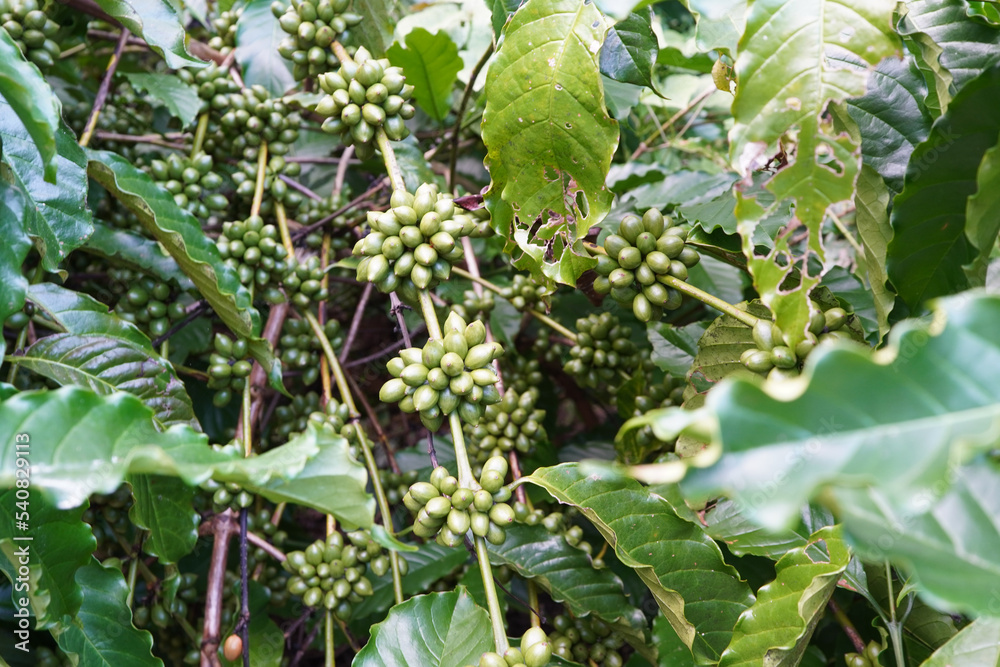 Selected only by farmers who grow Robusta coffee beans on the farm. Harvesting Robusta Berry Harvest Ideas Selected only by farmers who grow Robusta coffee beans on the farm. Harvesting Robusta Berry Harvest Ideas