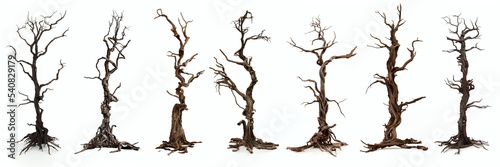 spooky trees, leafless dead wood, isolated on white background photo