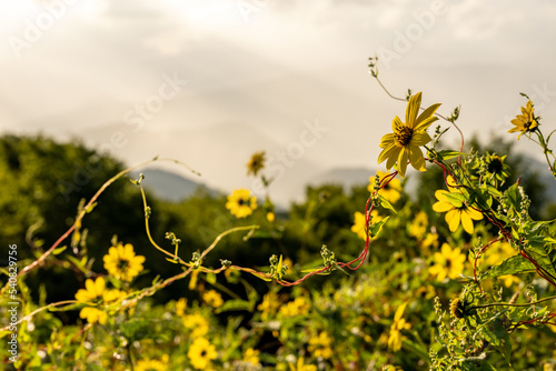 Fototapeta Naklejka Na Ścianę i Meble -  Red Vine Tangles Around Blooming Yellow Sunflowers