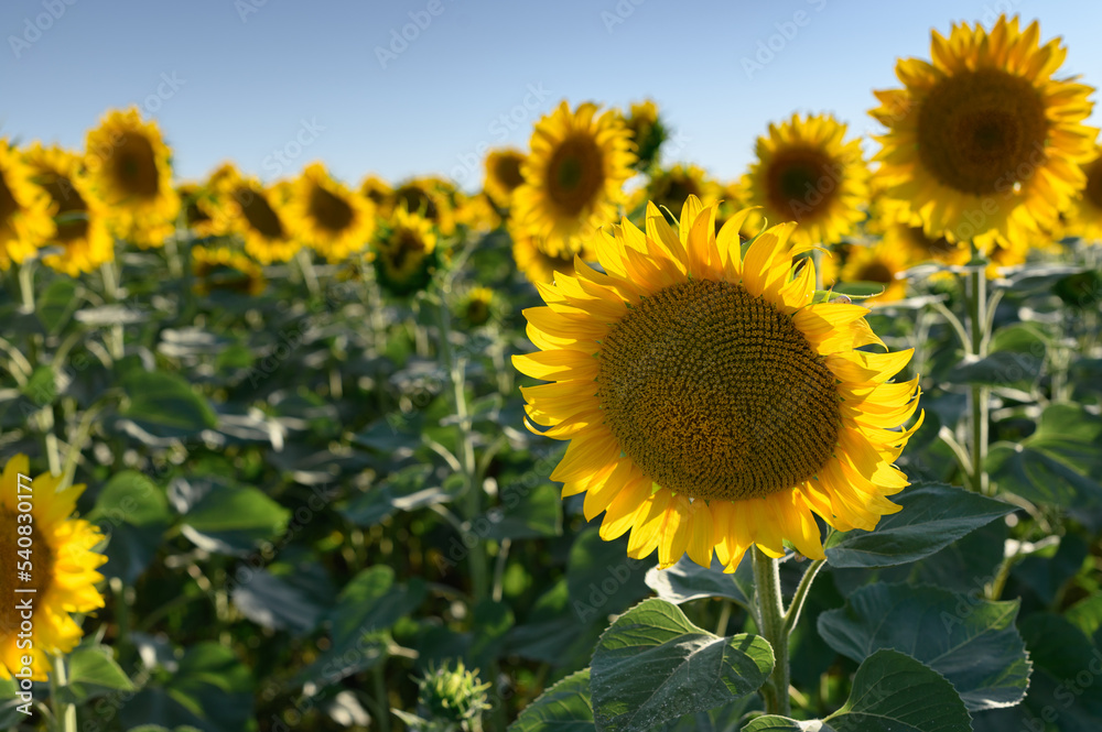 Obraz premium Close up sunflower in the field with blue sky.