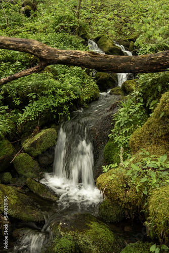 Rushing Water Flows Through The Thick Forest In Great Smoky Mountains