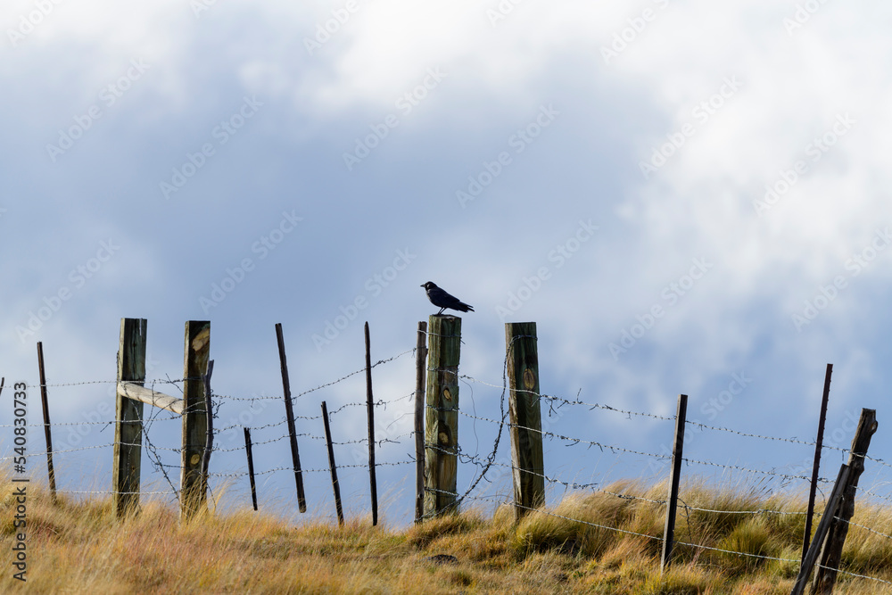 Photograph of a Crow on a barbed wire fence.