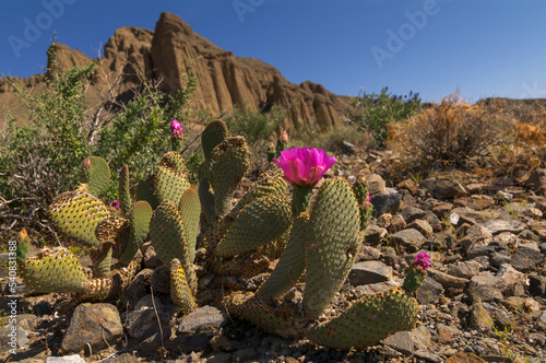Selective focus on a beavertail cactus, Opuntia basilaris, plant. Shown along Wildrose Road in Death Valley National Park, California, USA.