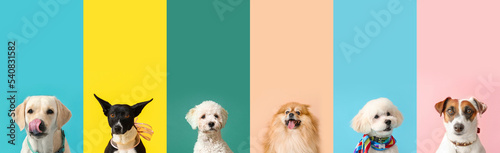 Fotografiet Set of different dogs on color background