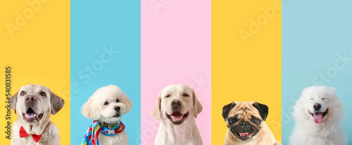 Print op canvas Set of different funny dogs on color background