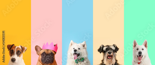 Print op canvas Set of many different dogs on color background