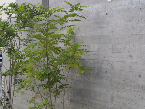 家のシンボルツリーと家の壁に映る影