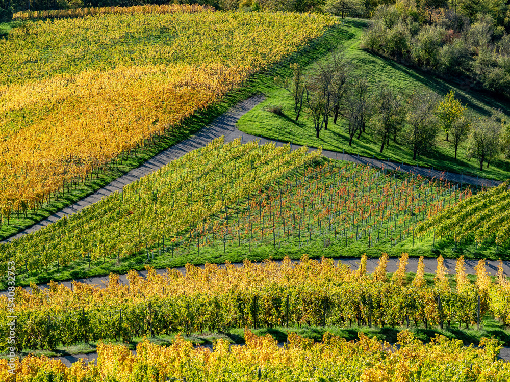 Herbstlich gefärbtes Weinlaub
