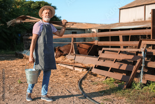Male mature worker near paddock with cow on farm