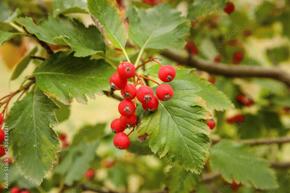 Ripe viburnum berries on tree in garden, closeup Ripe viburnum berries on tree in garden, closeup