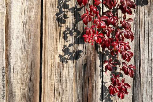 Wooden fence with wild grapes, closeup
