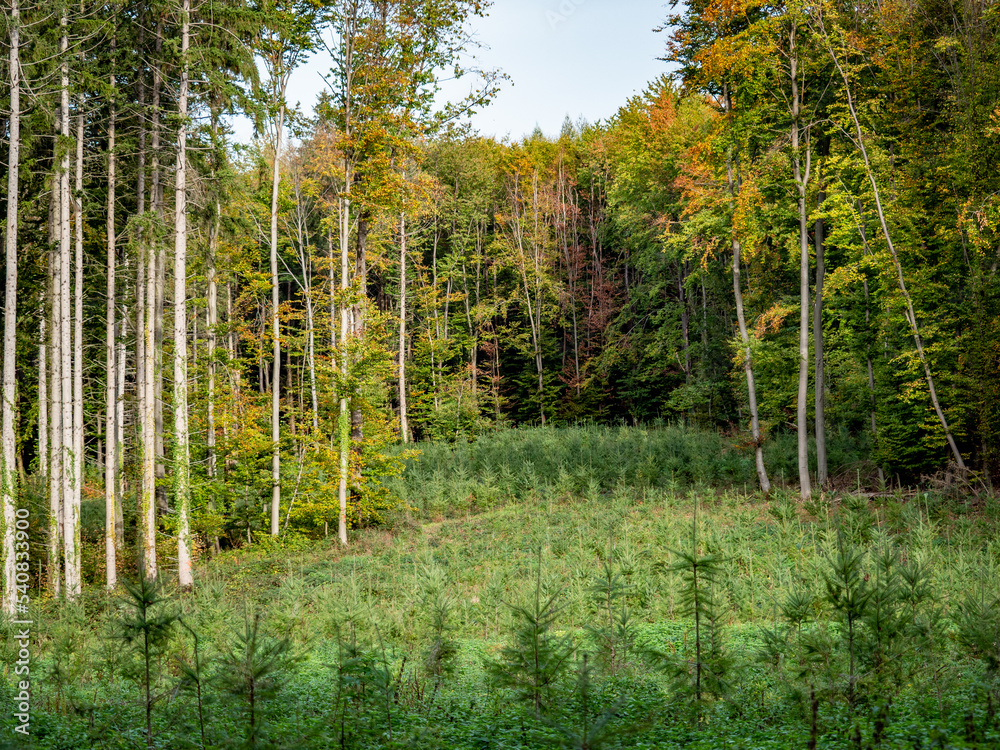 Fototapeta premium Wiederaufforstung durch anpflanzen von Jungbäumen im Mischwald