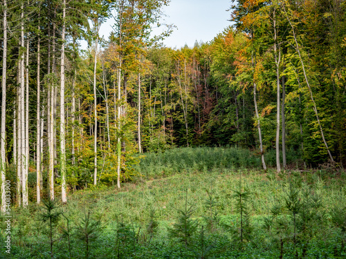 Wiederaufforstung durch anpflanzen von Jungbäumen im Mischwald © focus finder