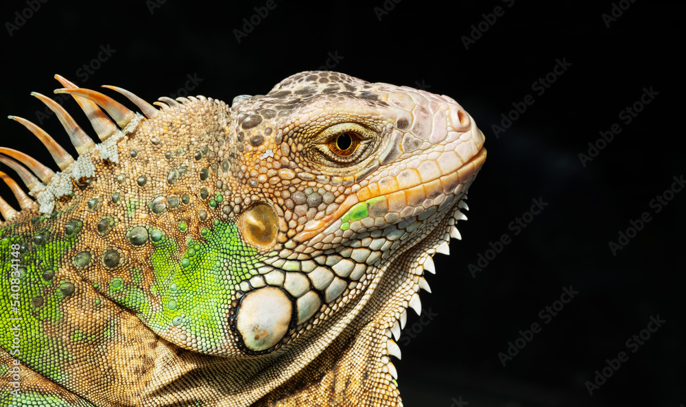 Obraz premium lizard, animal, green lizard with blur background