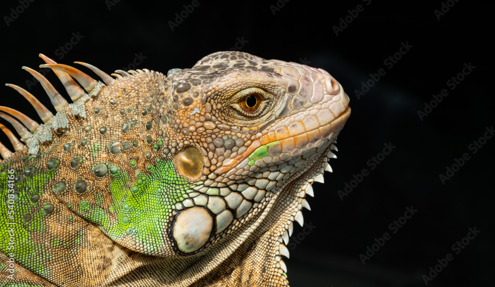 Fototapeta premium lizard, animal, green lizard with blur background