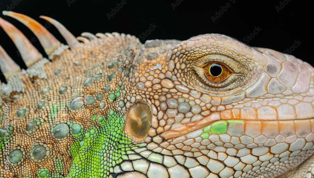 Fototapeta premium lizard, animal, green lizard with blur background