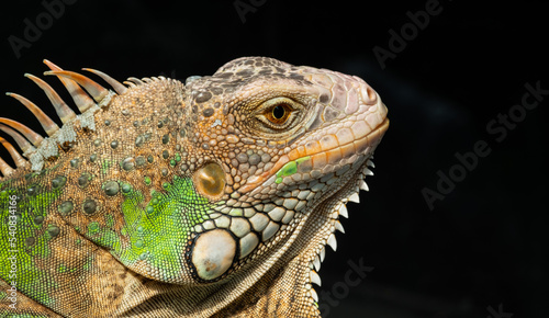 lizard  animal  green lizard with blur background