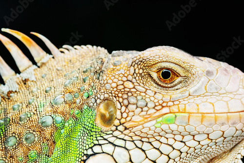 lizard  animal  green lizard with blur background