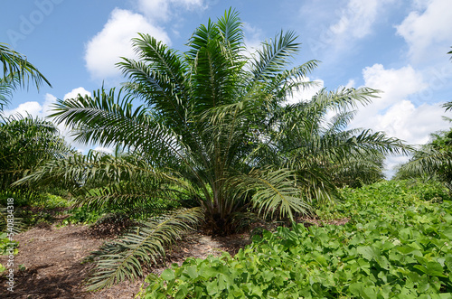 Fototapeta Naklejka Na Ścianę i Meble -  palm oil trees and blue sky
