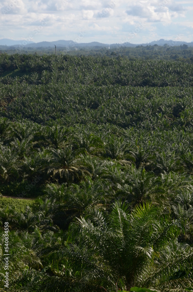 palm oil forest, view from the hill