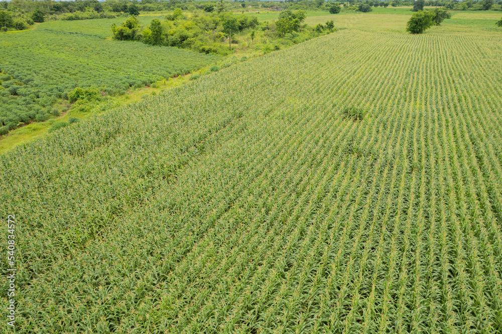 high angle view of farm, grow plants, nice landscape