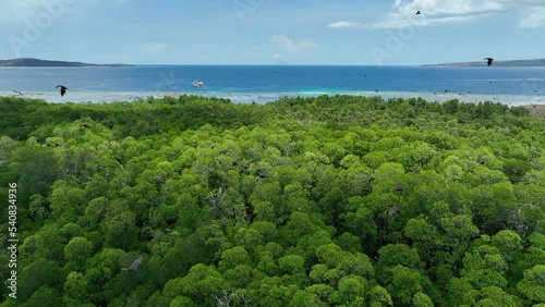 Sunda flying foxes, Acerodon mackloti, fly above a remote mangrove forest where they roost in Indonesia. Mangroves provide vital habitat for invertebrates, fish, birds, and fruit bats. photo