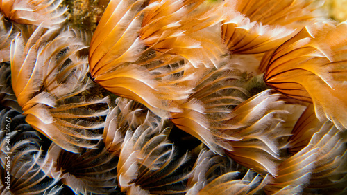 close up of a feather duster worm photo