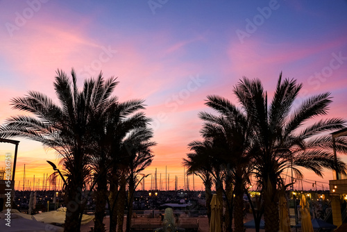 Silhouettes of palms and city lights at sunset
