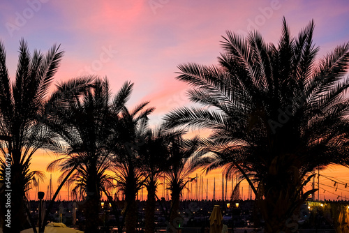 Silhouettes of palms and city lights at sunset