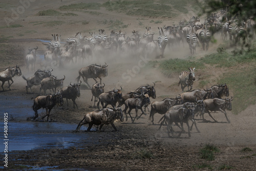 Great Wildebeest and Zebra Migration  Tanzania