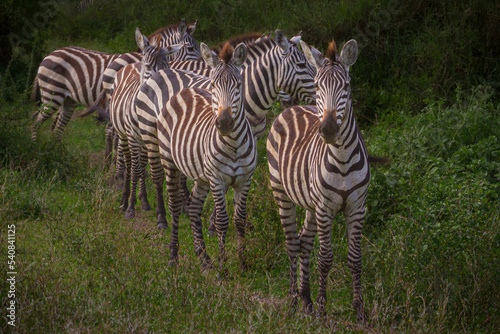Zebra herd, Serengti, Tanzania