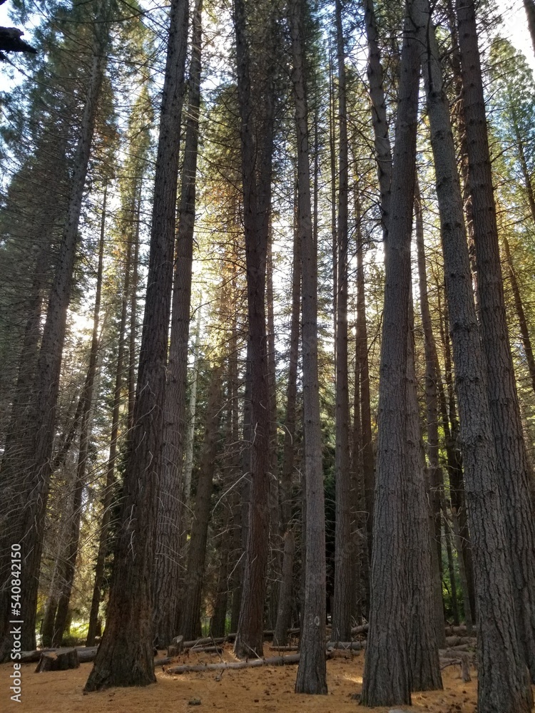 Fototapeta premium pine forest in the morning