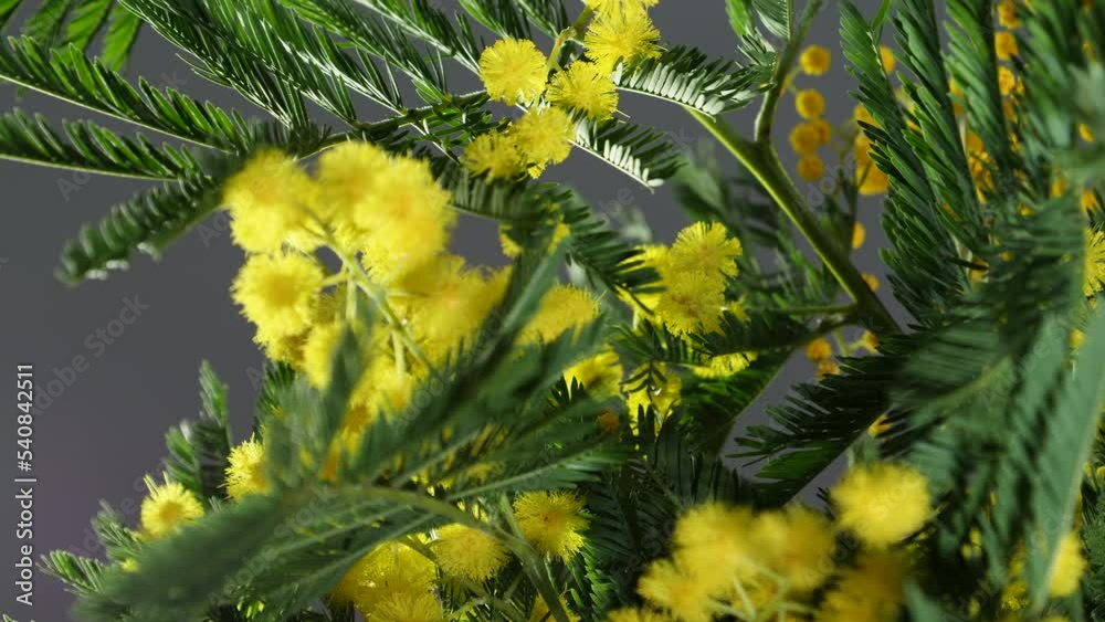 A Wattle bloom (A. mearnsii). The Acacia melanoxylon is often considered a weed, and is seen as threatening native habitats by competing with indigenous vegetation and reducing native biodiversity.