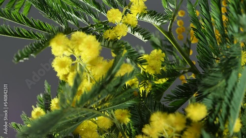 A Wattle bloom (A. mearnsii). The Acacia melanoxylon is often considered a weed, and is seen as threatening native habitats by competing with indigenous vegetation and reducing native biodiversity. photo