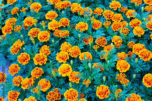 Marigold flower in garden © Bowonpat