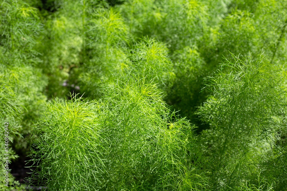 Dog fennel (Eupatorium capillifolium) in the garden Dog fennel (Eupatorium capillifolium) in the garden
