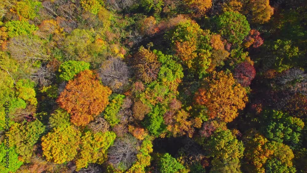 紅葉の美しい秋の戸隠連峰と鏡池の鏡面のドローン空撮 紅葉の美しい秋の戸隠連峰と鏡池の鏡面のドローン空撮