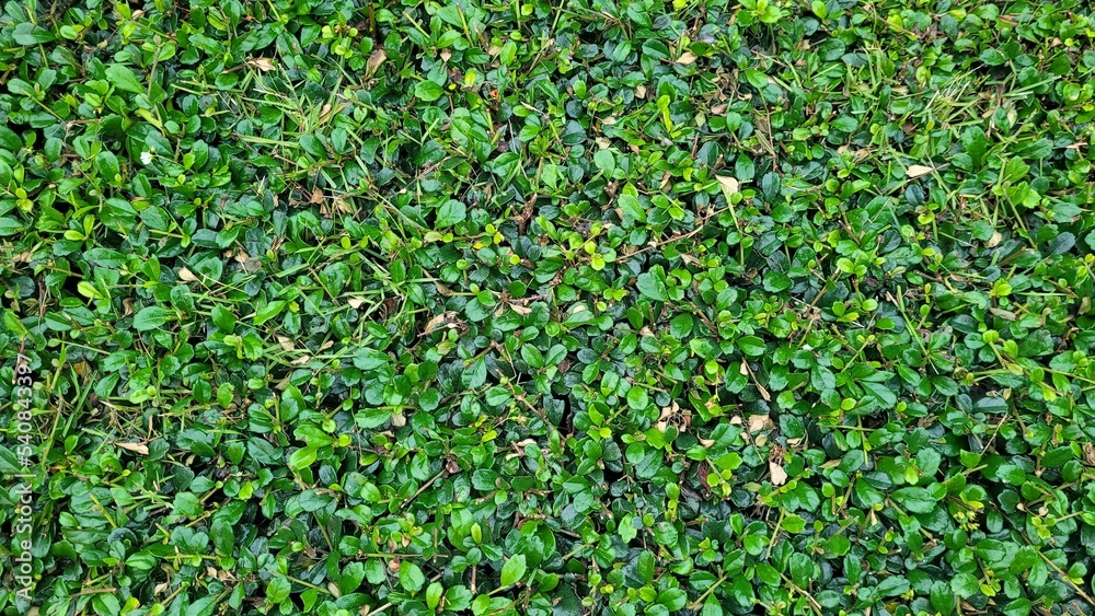 Real Nature Leaf Texture Background Wallpaper Real Nature Leaf Texture Background Wallpaper
