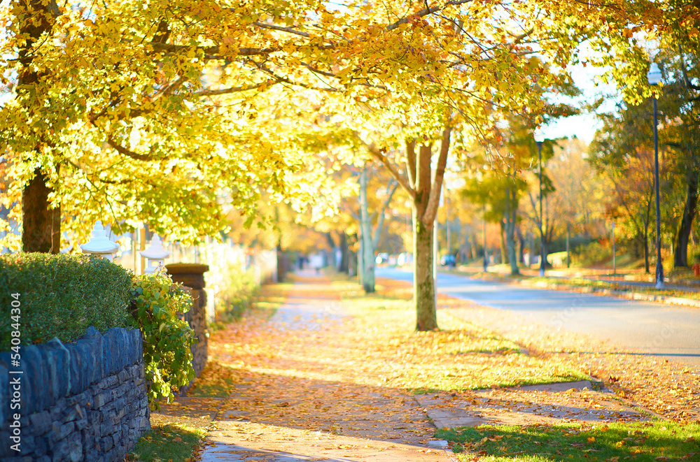 Naklejka premium Autumn leaves city street