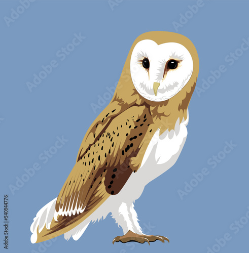 Barn Owl Vector Illustration Bird Wildlife North American Animal 