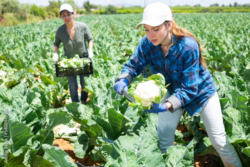 Portrait of female farmer cutting cauliflower cabbage on farm field