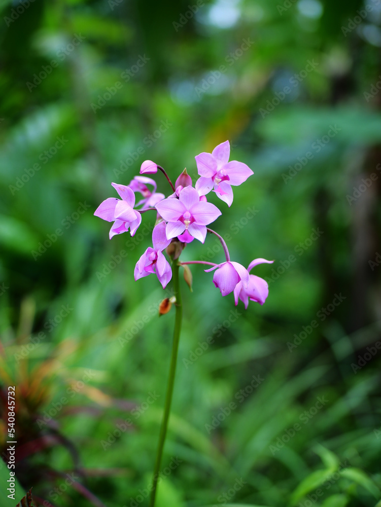 Small purple orchid flowers outdoors with a blur background of green plants.Purple Orchid plant