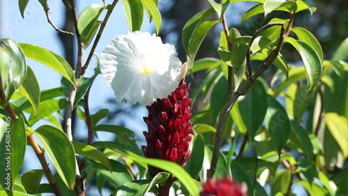 Cheilocostus speciosus (Also called crepe ginger, Costaceae, Hellenia speciosa, Pacing tawar) in nature. The rhizome has been used to treat fever, rash, asthma, bronchitis, and intestinal worms photo
