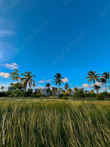 Public park with tall grass and coconut trees and residential buildings in the background