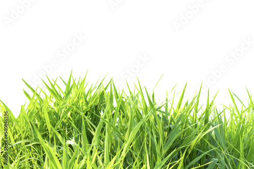 Grass isolated on white background photo