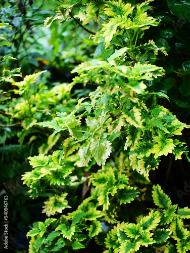 Coleus leaves are green yellow in a beautiful garden. Thriving ornamental plants