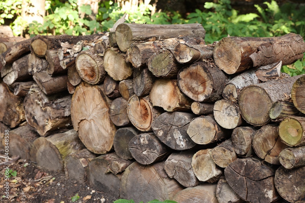 Pile of different cut wood logs outdoors